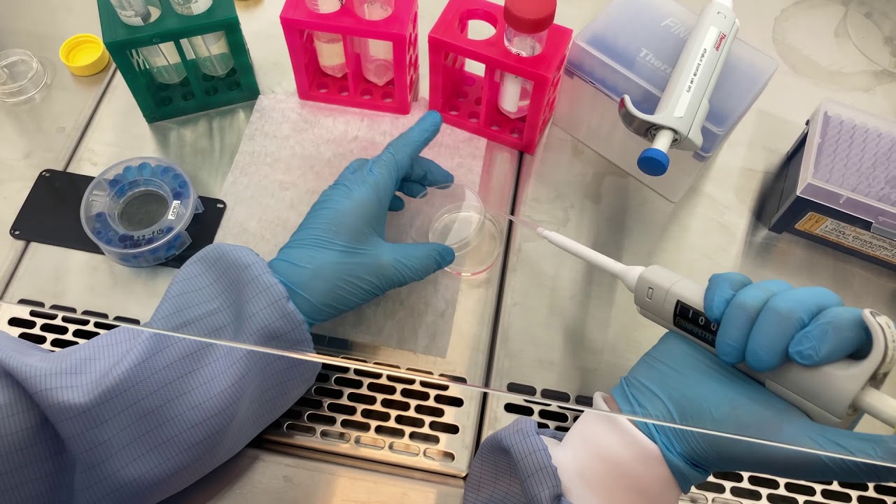 Gardening of spheroids and organoids in ClinoStar
