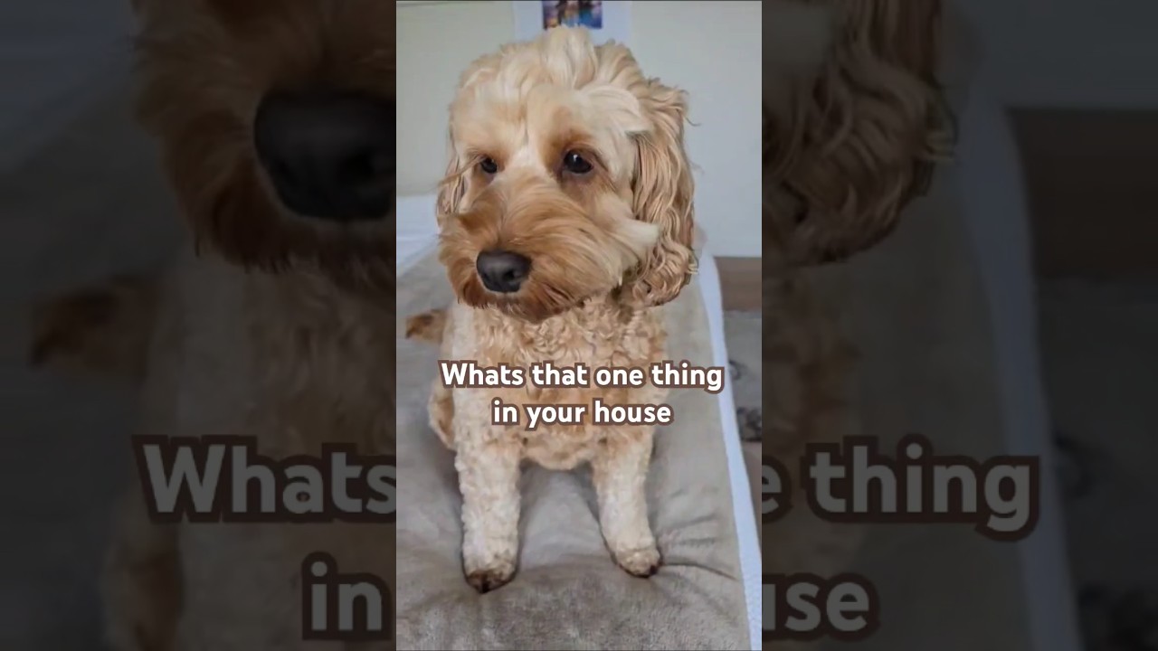 Luxury or necessity? #cutedogvideo #spoodle #dogvideo #shorts #viralshort #dogshorts
