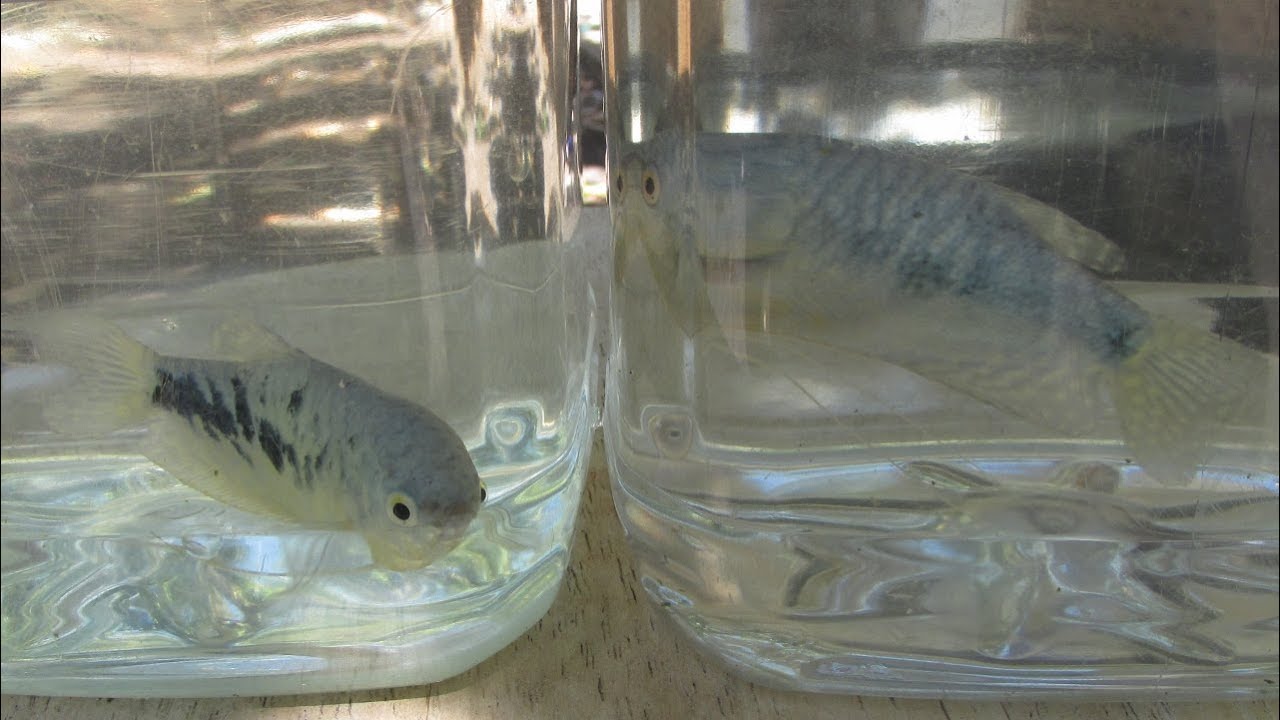 Breeding Blue Gouramis, Tub Setup & Selecting Female