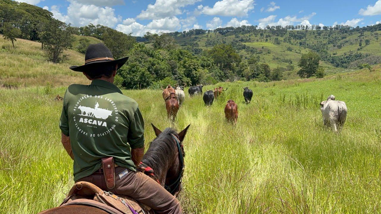 BUSQUEI A BOIADA CARREIRA PRA CARREAR MILHO!