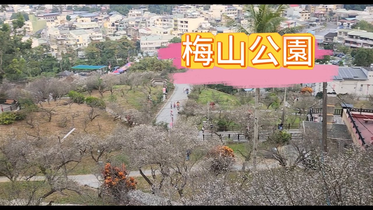 【梅山公園】-𓊈嘉義梅山𓊉-【南台灣著名的賞梅勝地】-𓊈3,000 株梅花海𓊉-【「平地雪梅花海】【免費入園】【適合親子闔家一同出遊的地點】