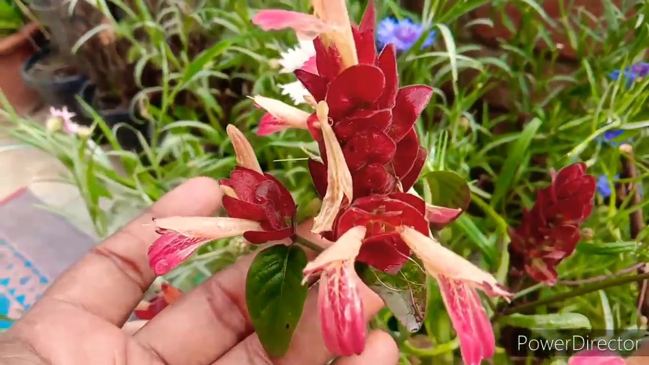 how to grow and care (red Shrimp)lollipop plant from cutting.