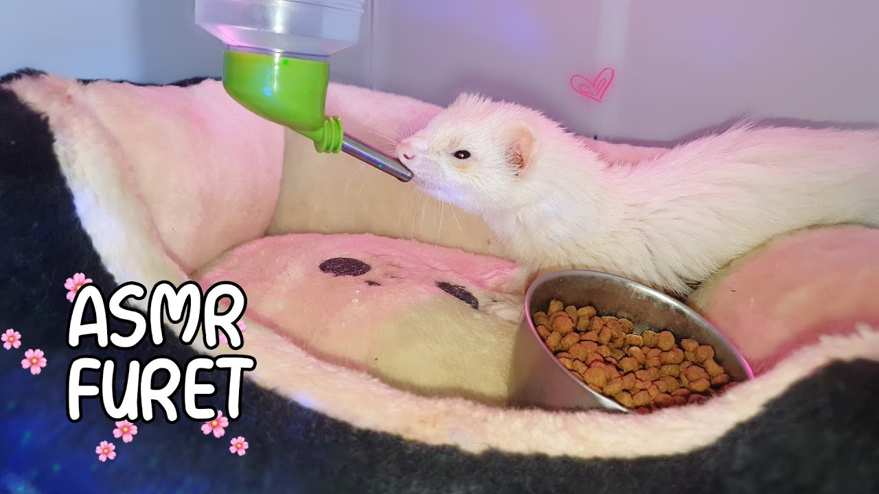 ASMR 🐾 mon FURET fait une dégustation bruits de bouche (FERRET MOUTH SOUNDS)