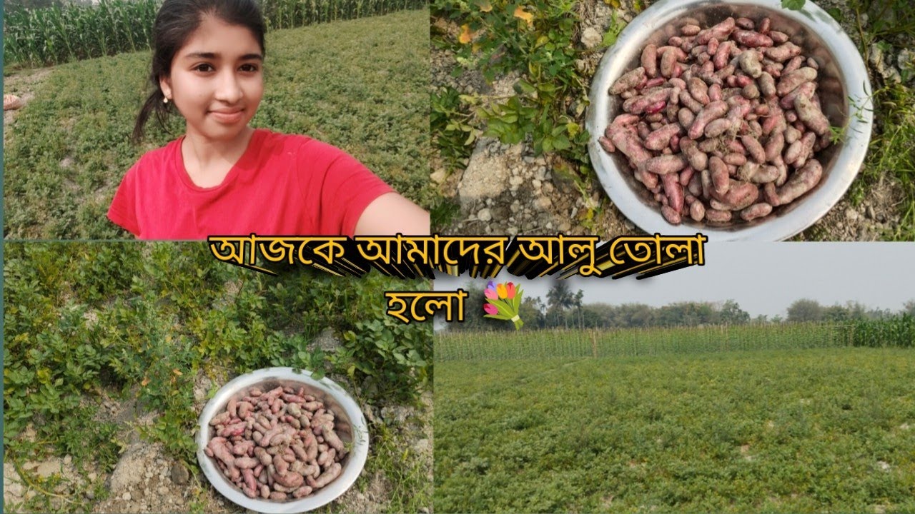আজকে আলু তোলা হলো আমাদের#ভাইরাল_ভিডিও 🙂🌻🌺🌞☃️💐