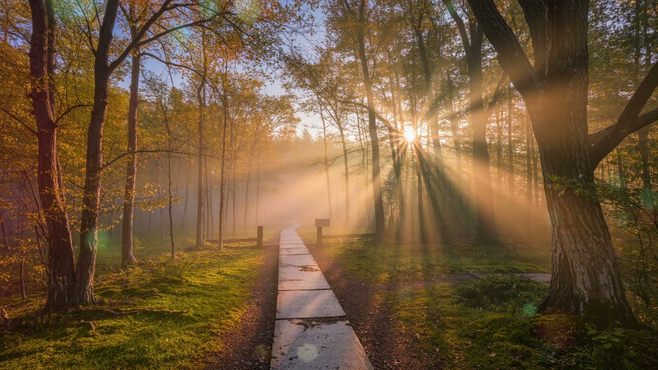 Forest Healing 🌿 | Peaceful Nature Sounds for Relaxation & Focus