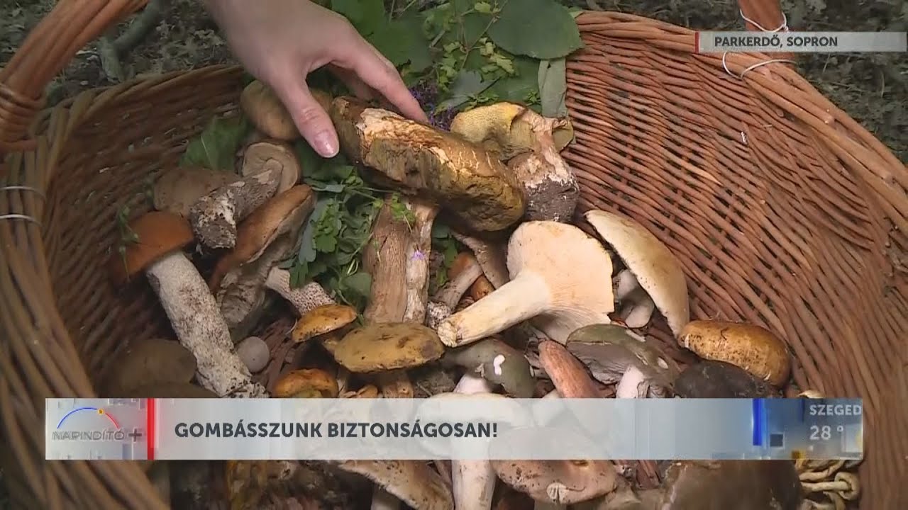 Napindító – Gombásszunk biztonságosan! - HÍR TV