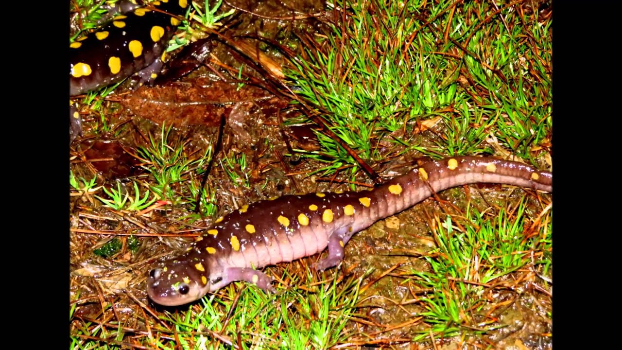 Spotted Salamanders Migrate to Music