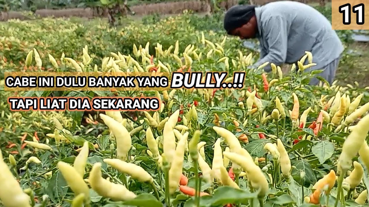 PANEN KE-6 CABE RAWIT LOKAL SULAWESI.CABE FULL BUAH TAPI..