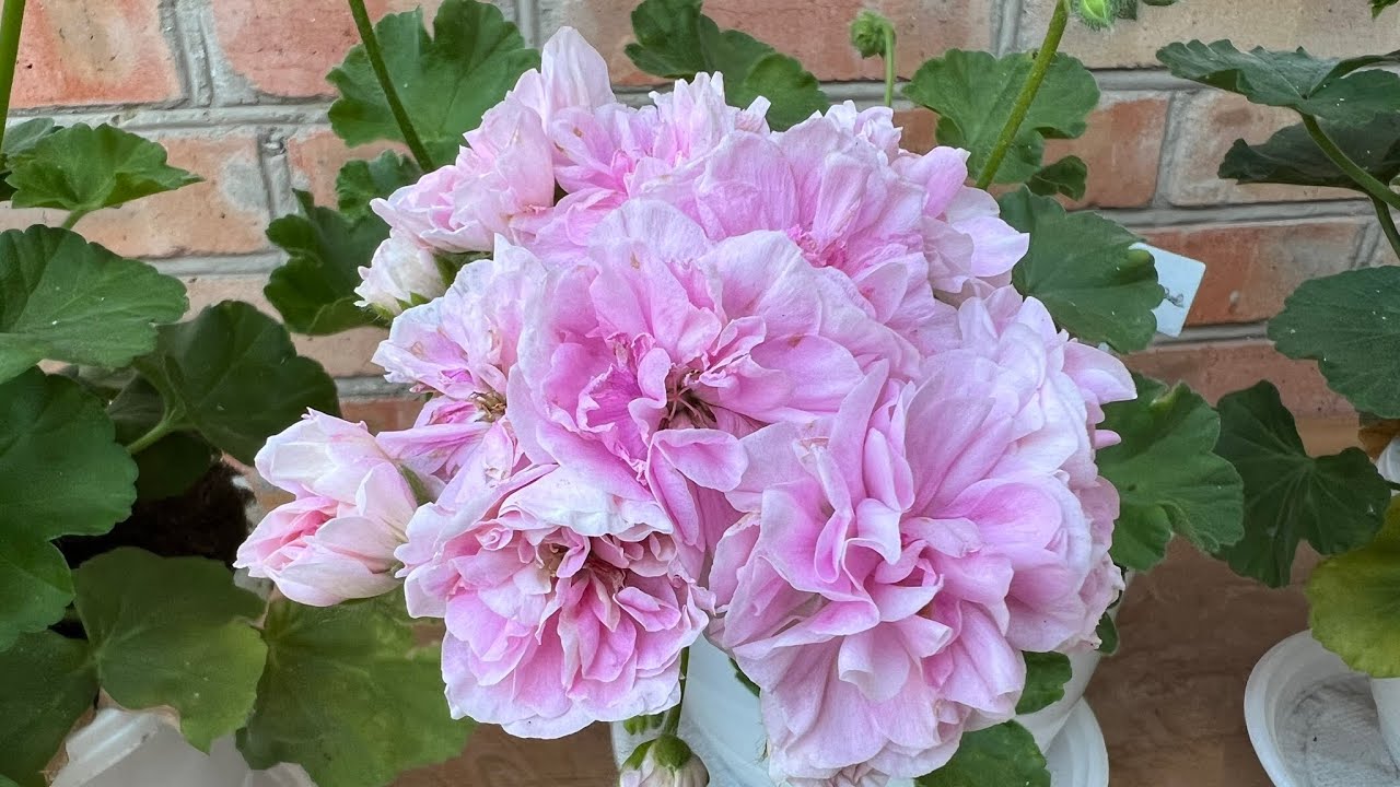 Пеларгонии, наличие укорененных черенков🌸