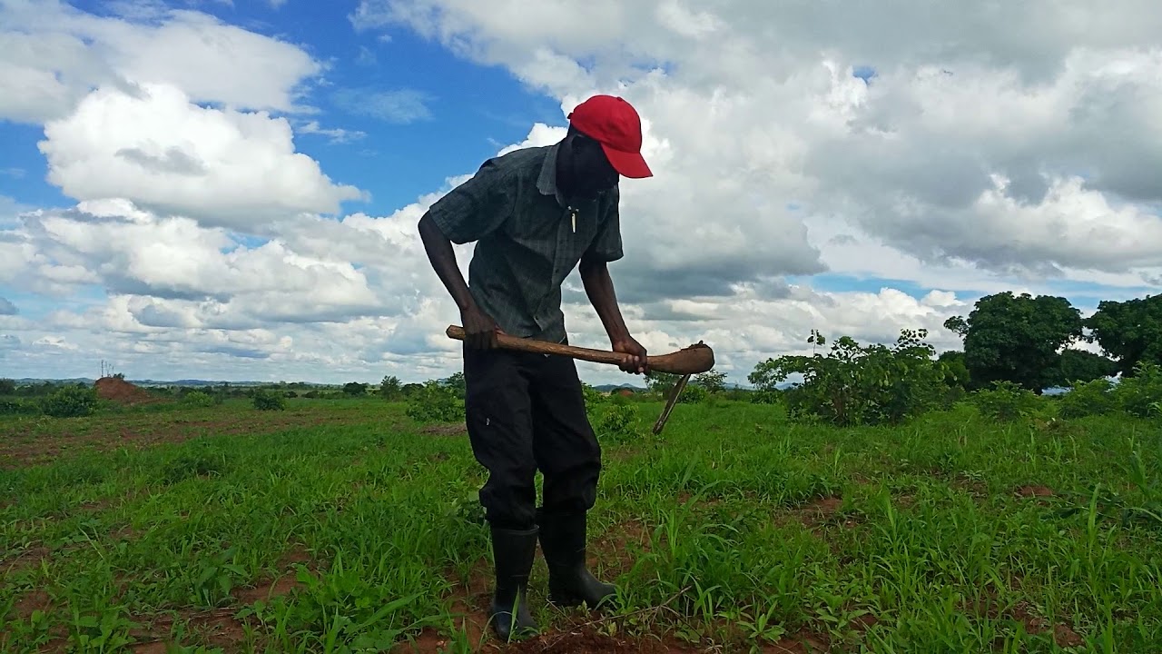 BEANS FARMING