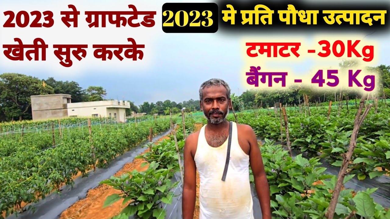 बरसाती बैंगन 1पौधा 45 Kg &टमाटर  30 Kg उत्पादन |  सालोभर फलने वाला टमाटर &बैंगन की खेती