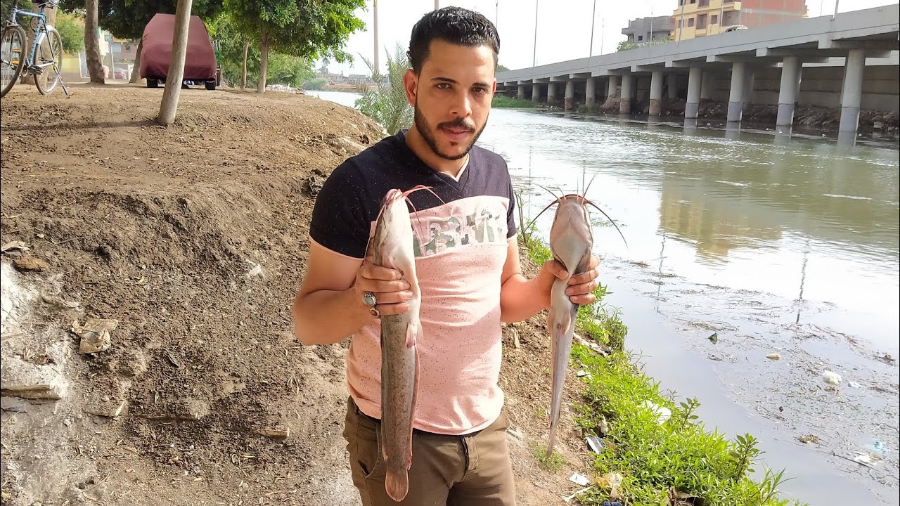 صيد القراميط بالمصارين