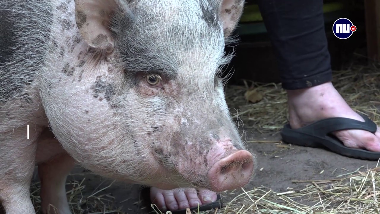 Varken als huisdier? 'Begin er niet aan!'