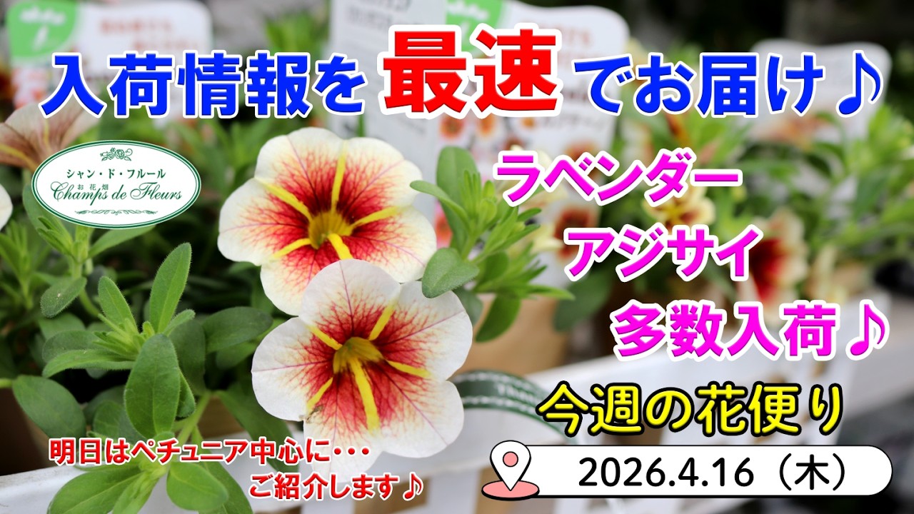 今週の花便 #178 【2026.4.16】ラベンダーやアジサイが多数入荷♪ ペチュニアは明日の入荷情報でお届け♪【入荷情報を最速でお届け!!】