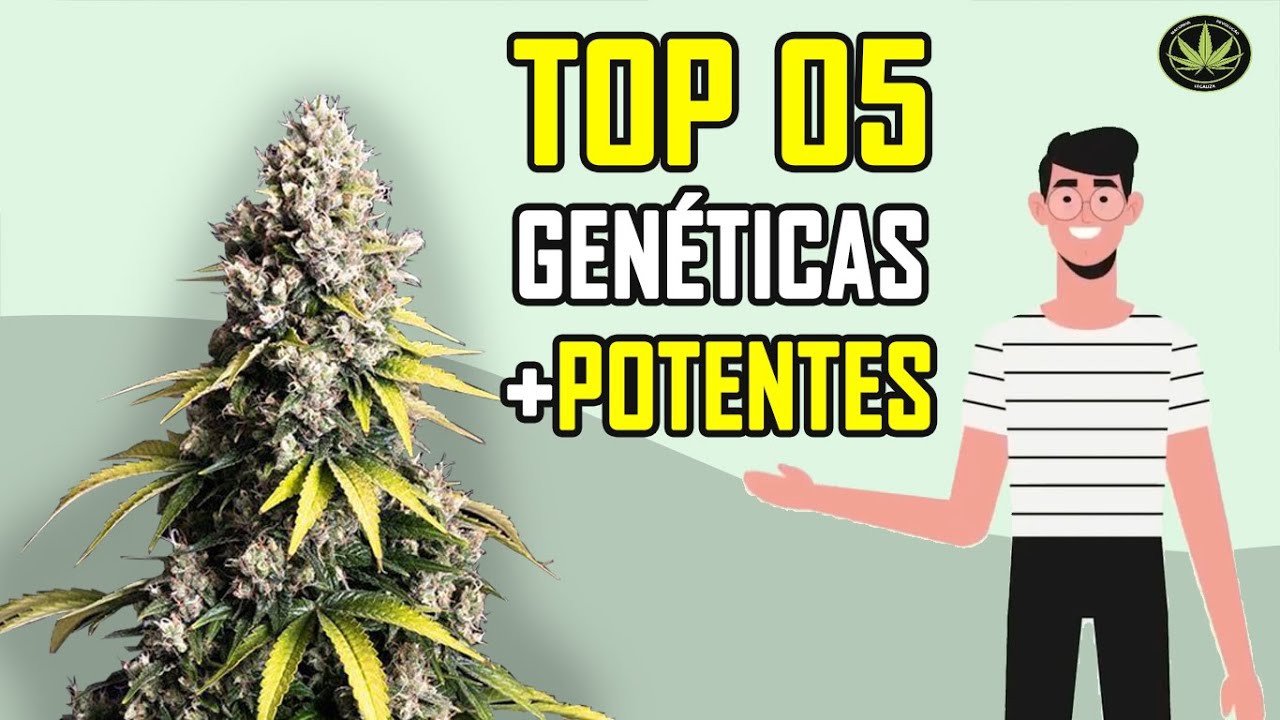 TOP 05 - Gen&eacute;ticas Maconha Mais Potentes/Forte do Mundo em THC