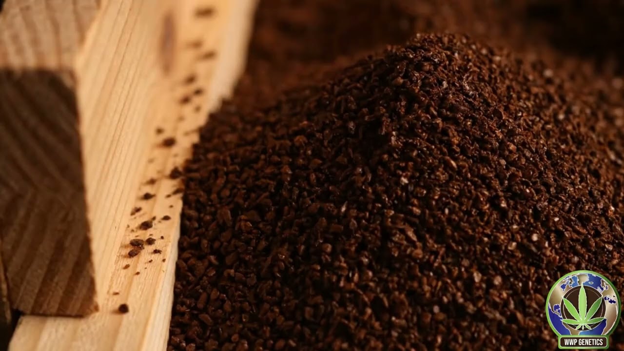 Coffee Grounds & Cannabis: The Secret Fertilizer or (Not) @wwpgenetics