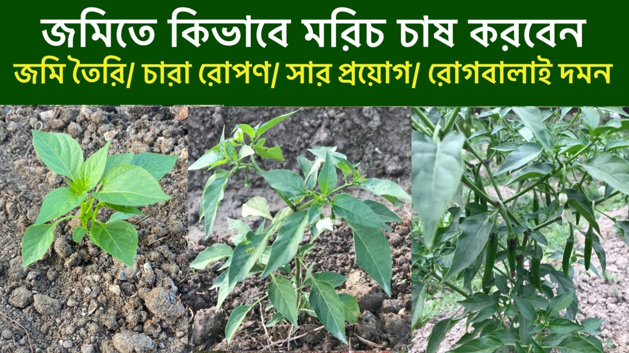 জমিতে মরিচ চাষের জমি তৈরি,চারা রোপণ,সার প্রয়োগ ও রোগবালাই দমন।মরিচ চাষ। How to grow Chilli