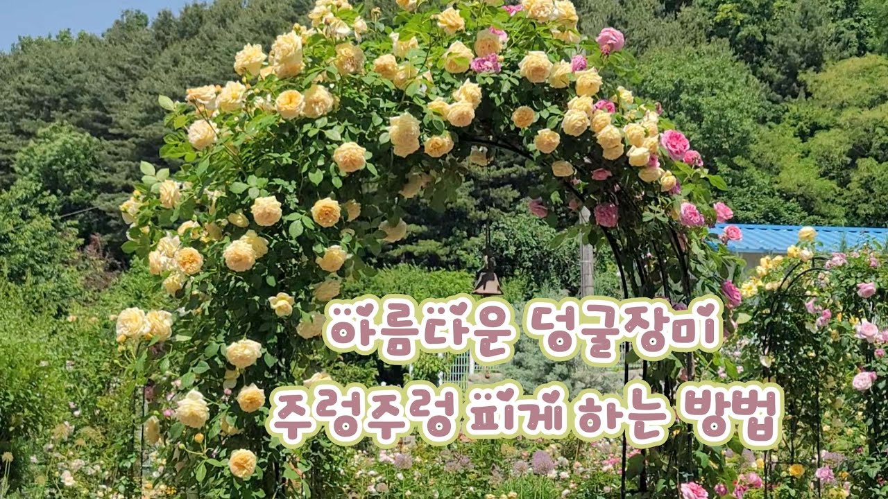 덩굴장미 키우기의 모든 것 ㅣ 아치에 주렁주렁 장미가 피게 하려면 ㅣ아름다운 장미 키우는 방법