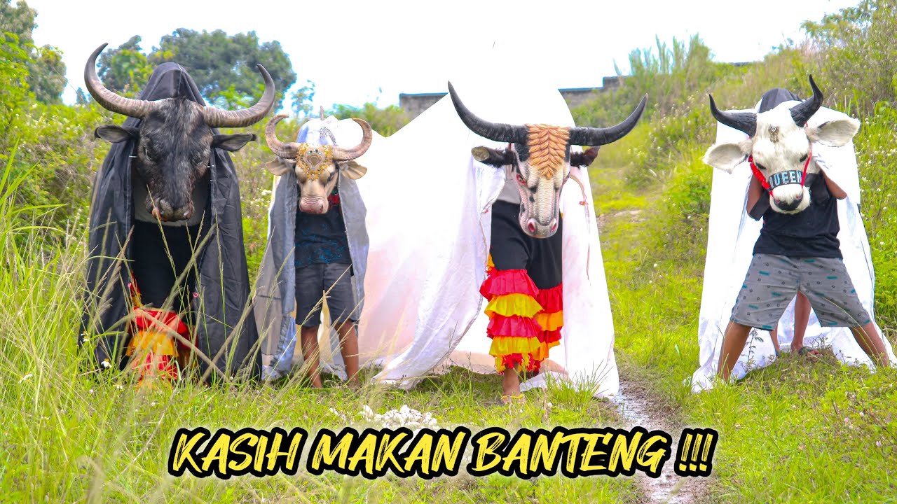 KASIH MAKAN BANTENG 🐄😂‼️