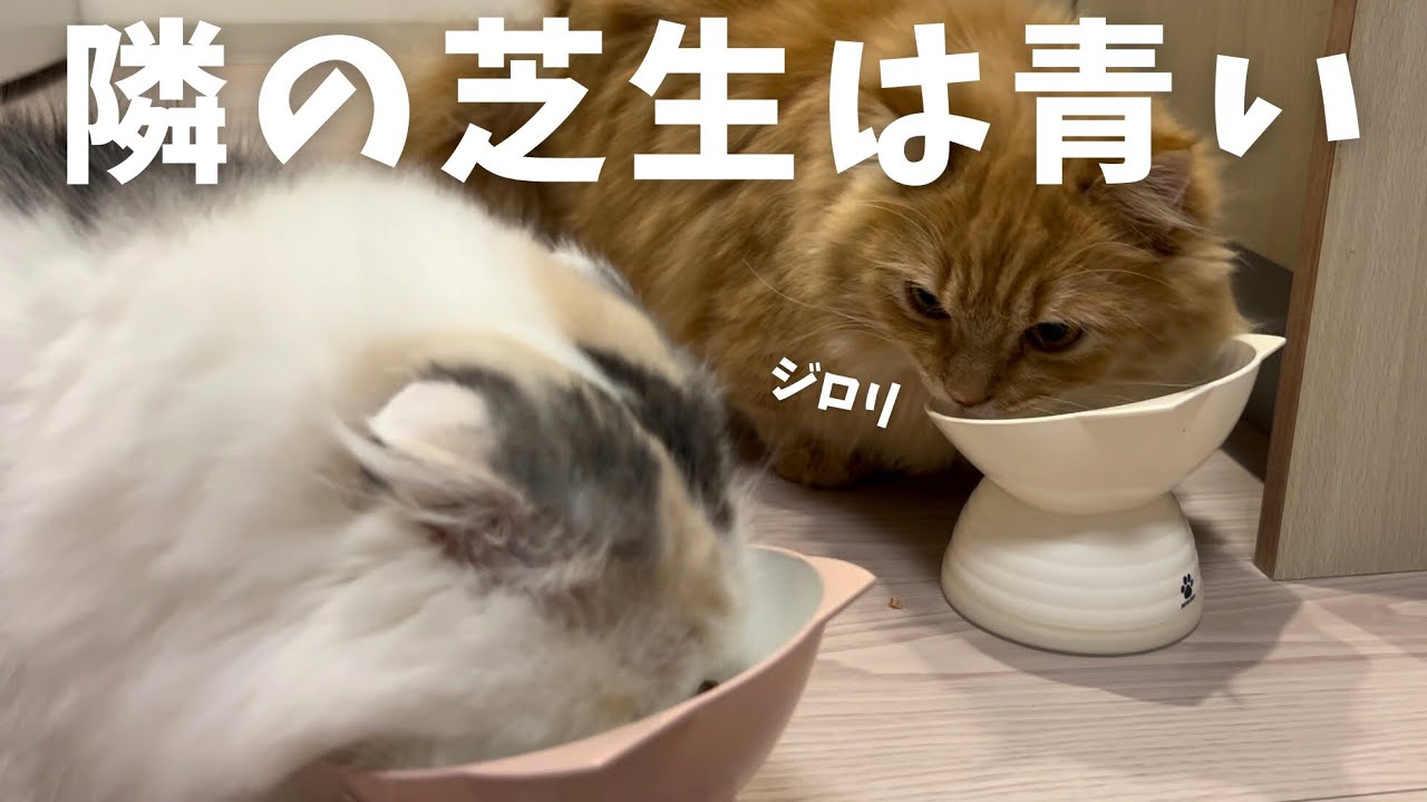 ご飯を奪う隙を伺う猫。#マンチカン #ミヌエット