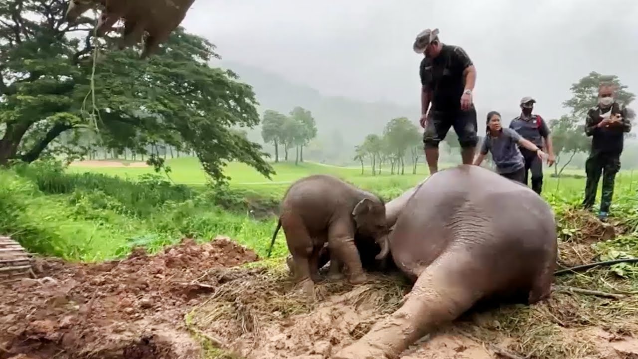À plusieurs reprises, l'homme saute sur la mère éléphant. C'est alors que l'incroyable se produit