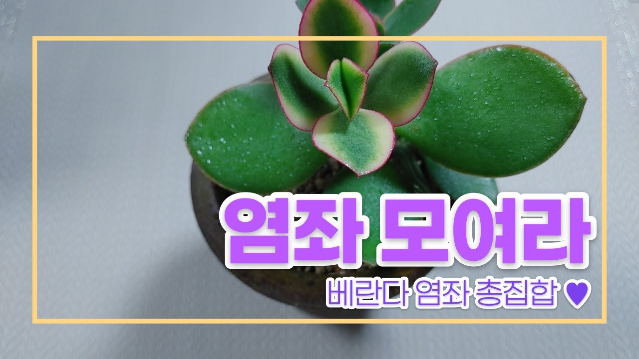 210513 다육스케치 l 염좌 모여라 l 염좌금 l 황금염좌 l 미니컬러염좌 l 국민다육 l 다육식물 l Succulent plants l 초보다육 l 다육이 키우기