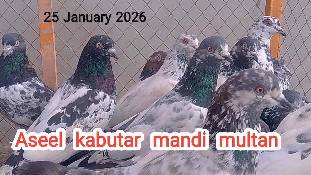 Aseel kabootar mandi Multan| multan kabutar mandi| multan kabootar mandi| Ch Junaid aseel pegions|
