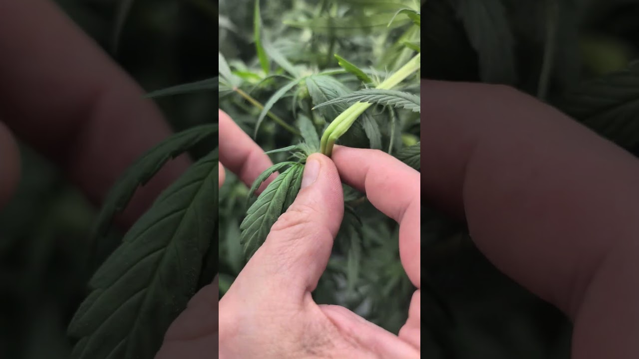 #Supercropping #Tutorial  💪🔥