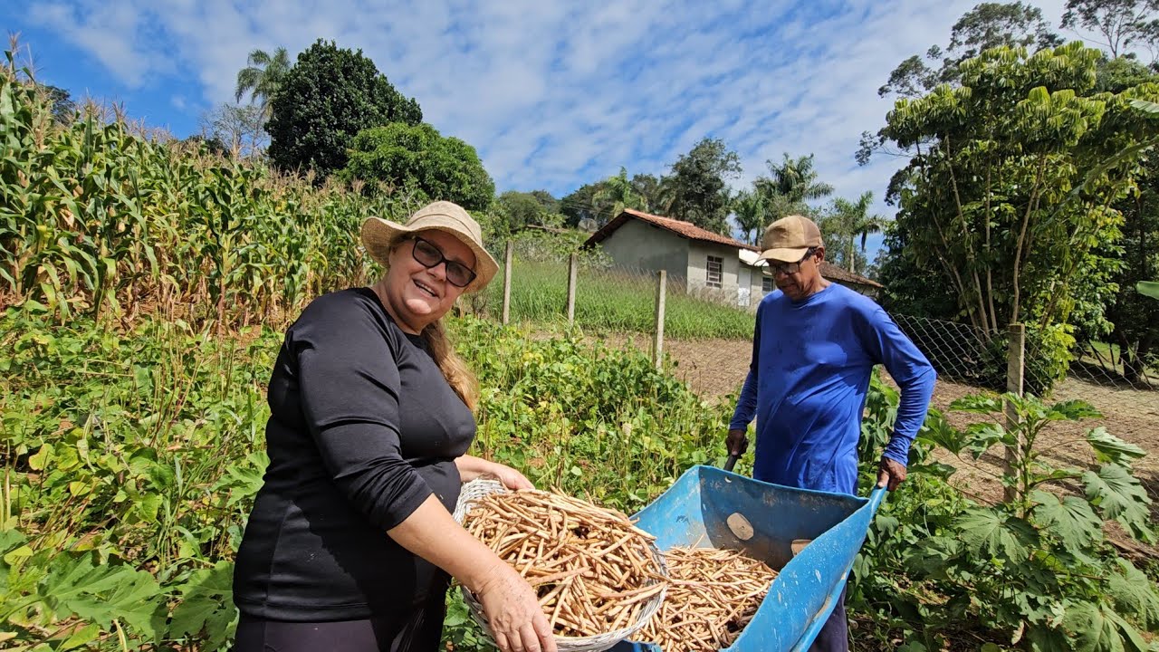 OLHA QUANTO RENDEU NOSSO FEIJÃO! NOSSO DIA NA ROÇA É ASSIM. 