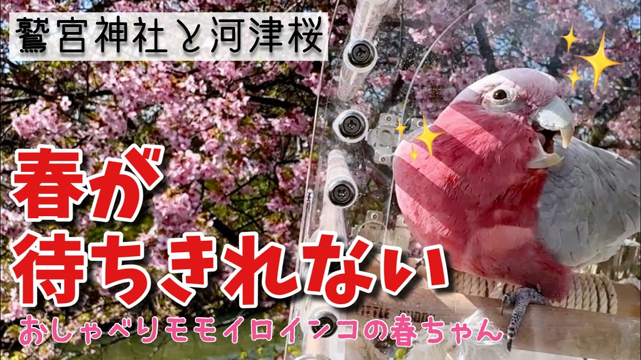 【河津桜の穴場発見！】鷲宮神社と青毛堀川でのんびりお花見【おしゃべりモモイロインコの春ちゃん】