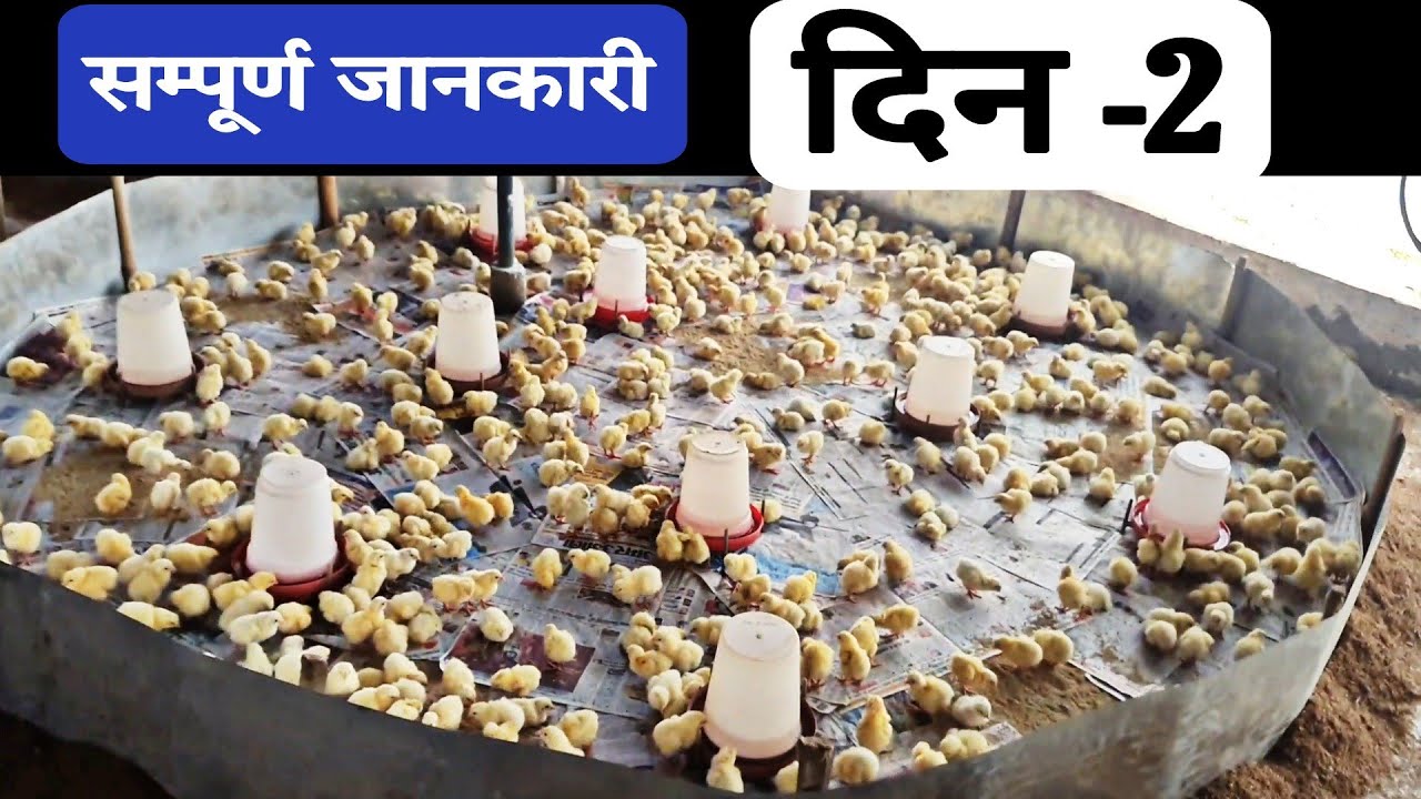 poultry farm 2 din ki poori jankari