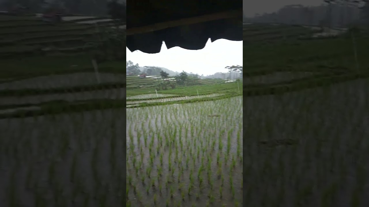 #kampungsunda#kuningan#jawabarat