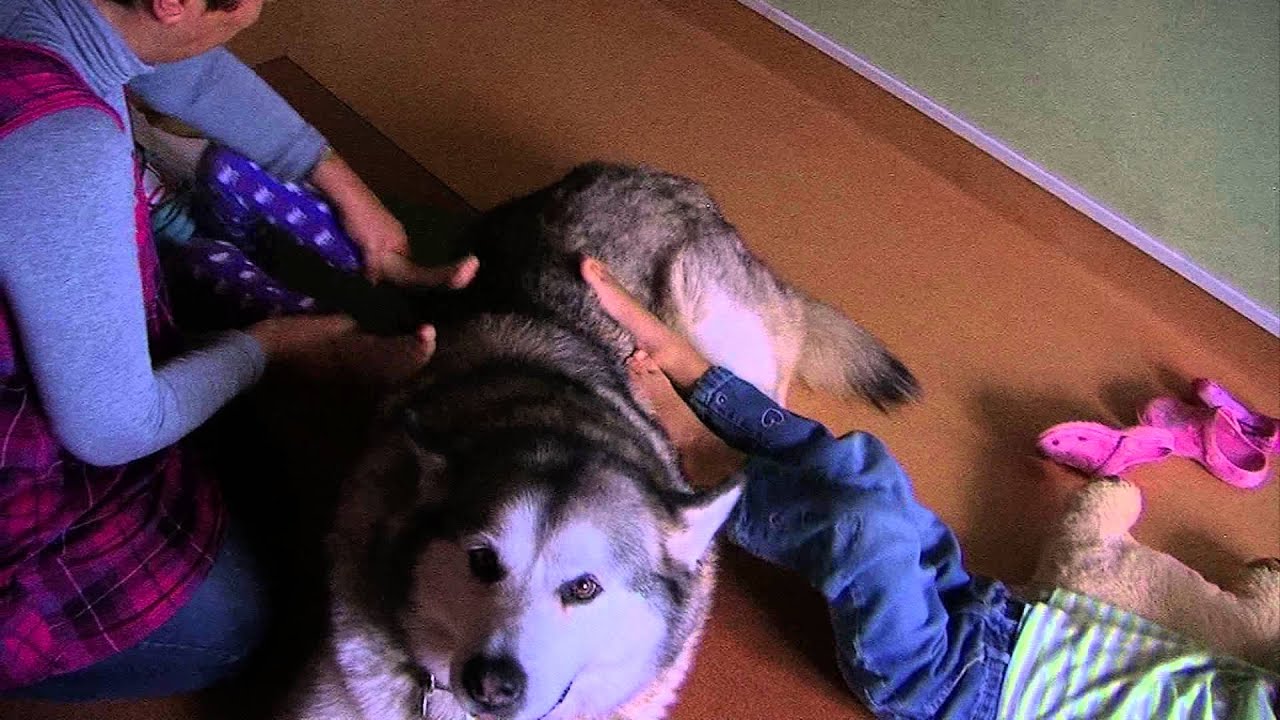 Dogoterapia w Jaszkotlu