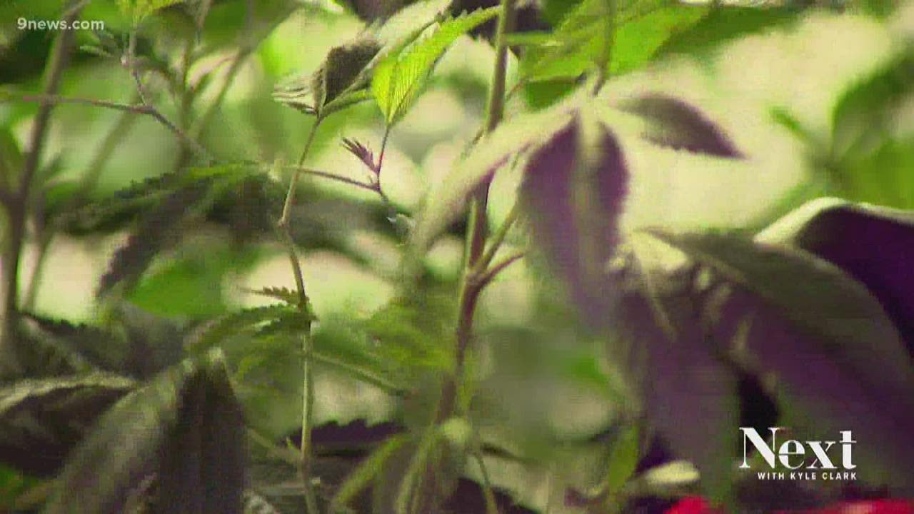 What one Colorado marijuana grow is doing to lessen its carbon footprint