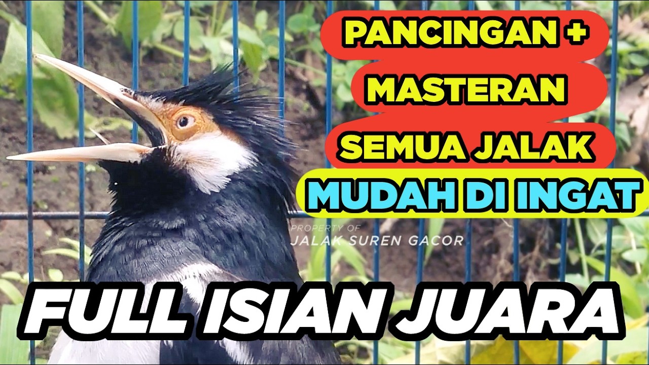 Masteran Jalak Suren Mudah Ditiru Gacor Full Isian Tembakan Mewah Cililin Unik