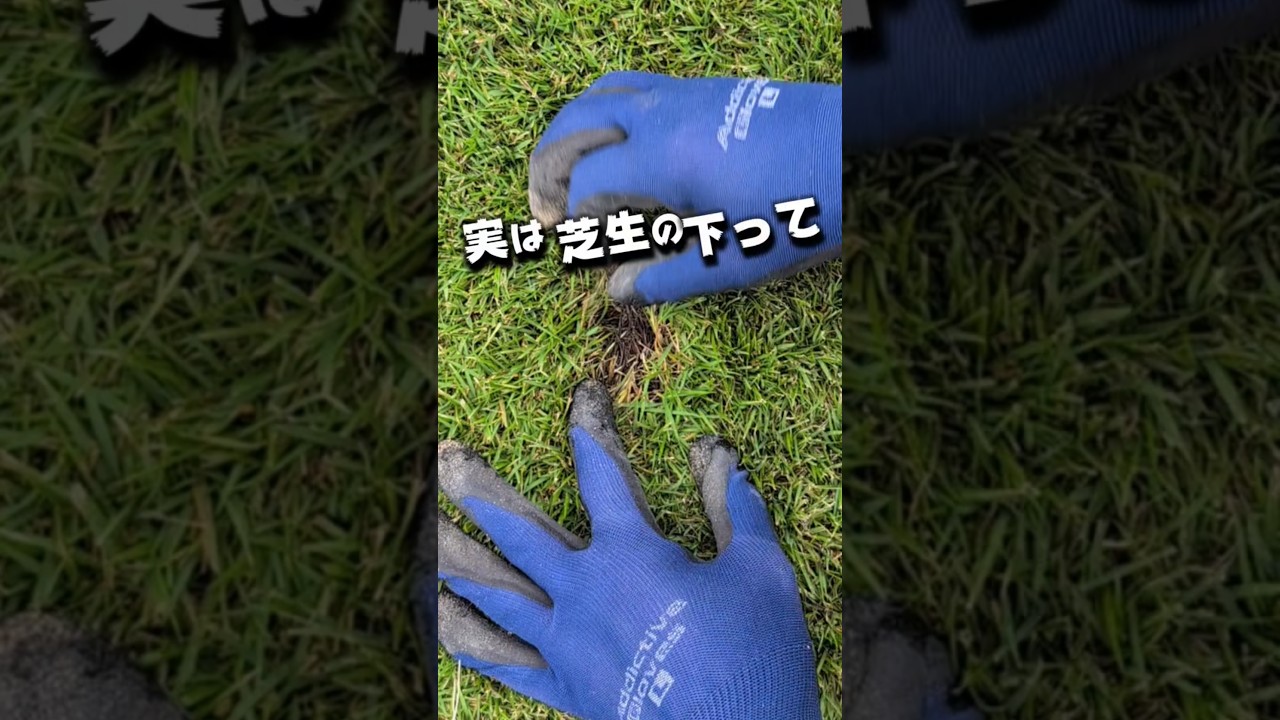 【衝撃】芝生の下の真実