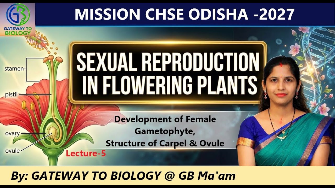 Development of Female Gametophyte |Lecture-5 |Sexual Reproduction in Flowering Plants🔬@gitasbiology​
