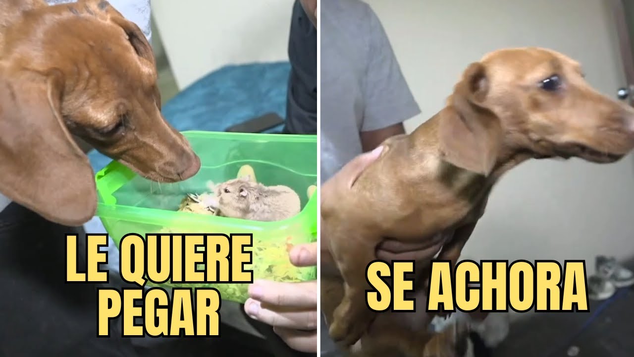 MOSTAZA Y SU HÁMSTER DE SACHA SE CONOCEN Y SE MECHAN