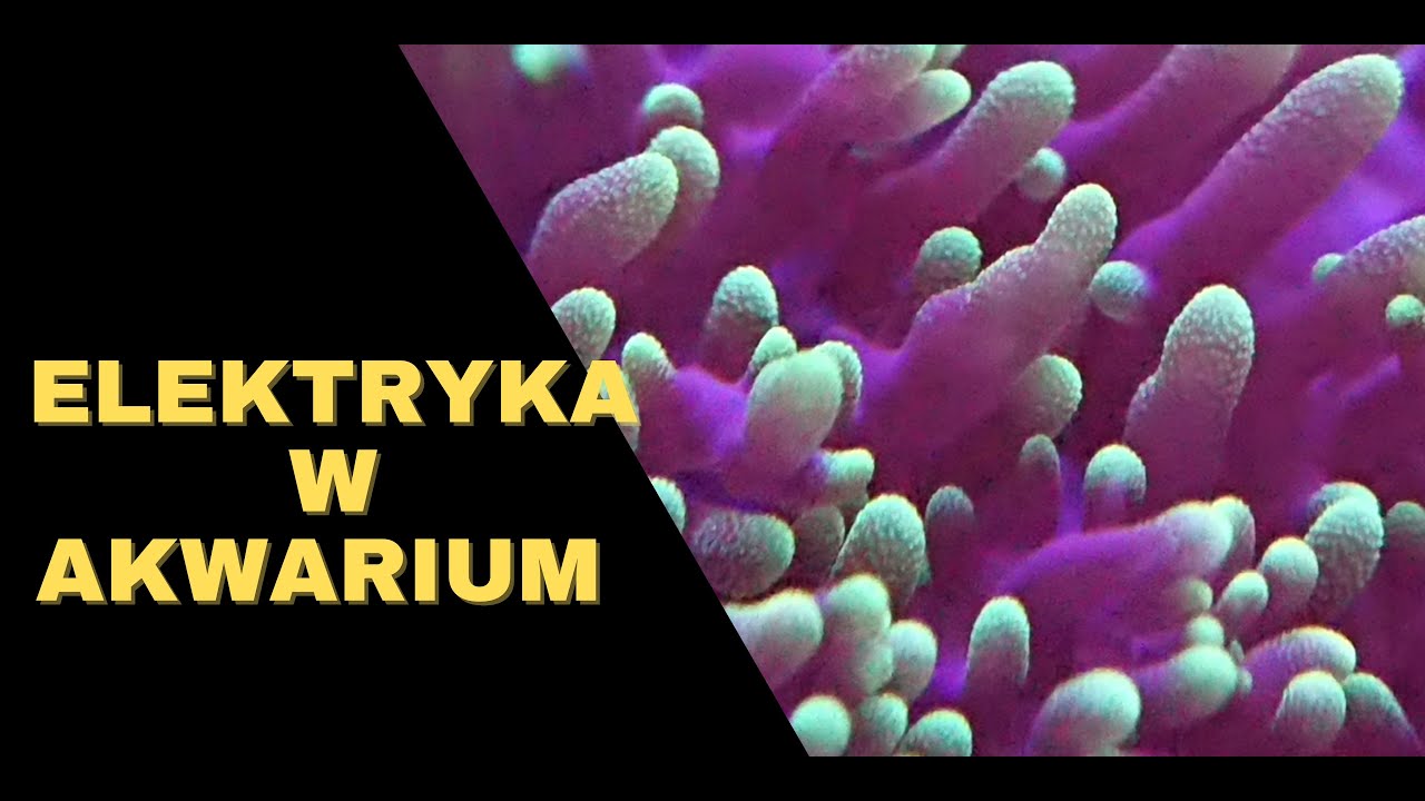 Reef Design | Budowa fragtanków | Krótko o elektryce | odc. 6