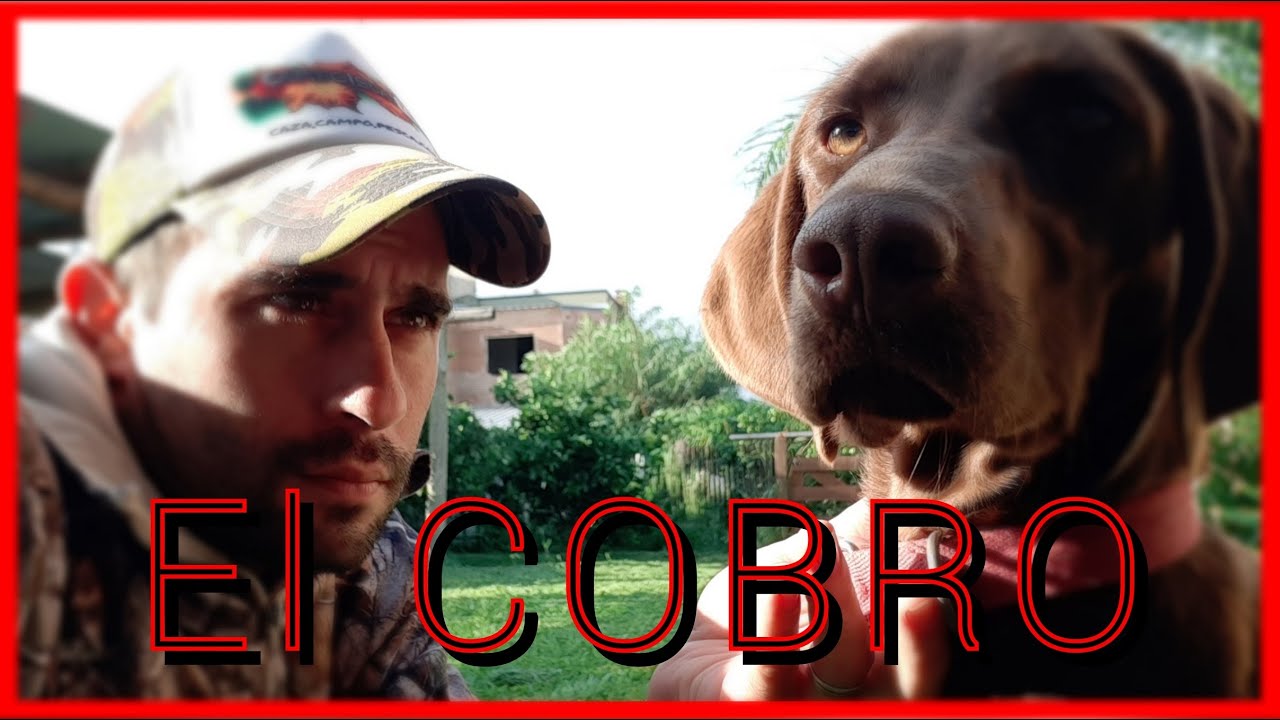 Entrenando Braco Aleman. secreto para el cobro
