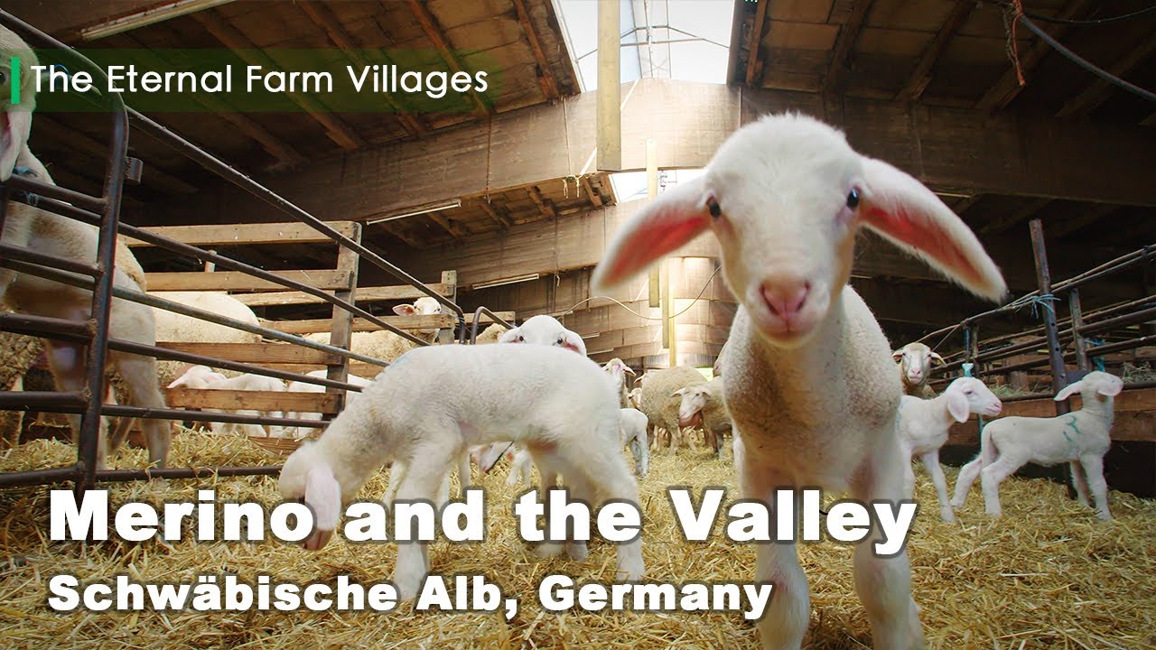 Merino and the Valley #Schwäbische Alb, #Germany - The Eternal Farm Villages EP8