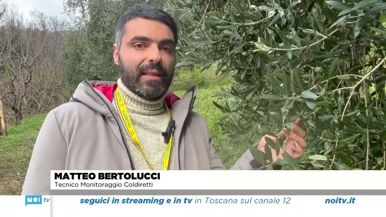 LUNIGIANA: ALLARME INSETTI, MONITORAGGIO E SPERIMENTAZIONE PER COMBATTARE LA CECIDOMIA