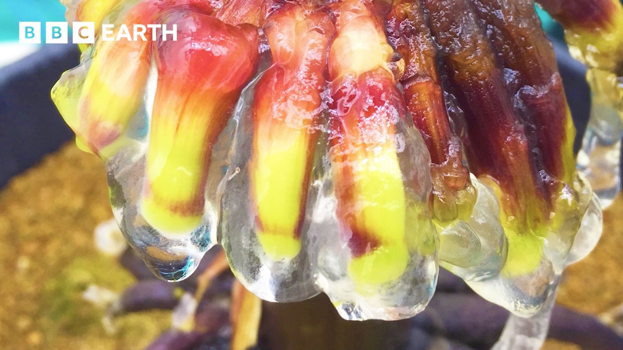 This Is One Of The Weirdest Plants You'll Ever See | BBC Earth Science
