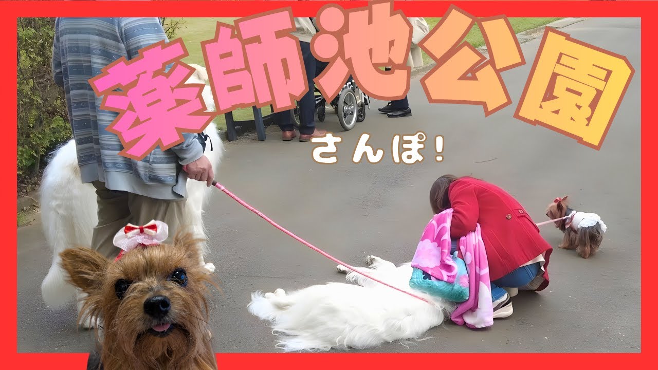 小さなヨーキーLanの薬師池公園散歩🐾紅葉が進む秋の町田でほっこり時間＆ワンちゃん達との出会い