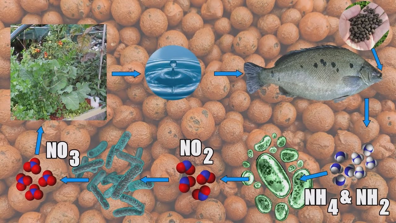 AQUAPONICS: Qúa trình chuyển hóa dinh dưỡng trong hệ AQUAPONICS-P2