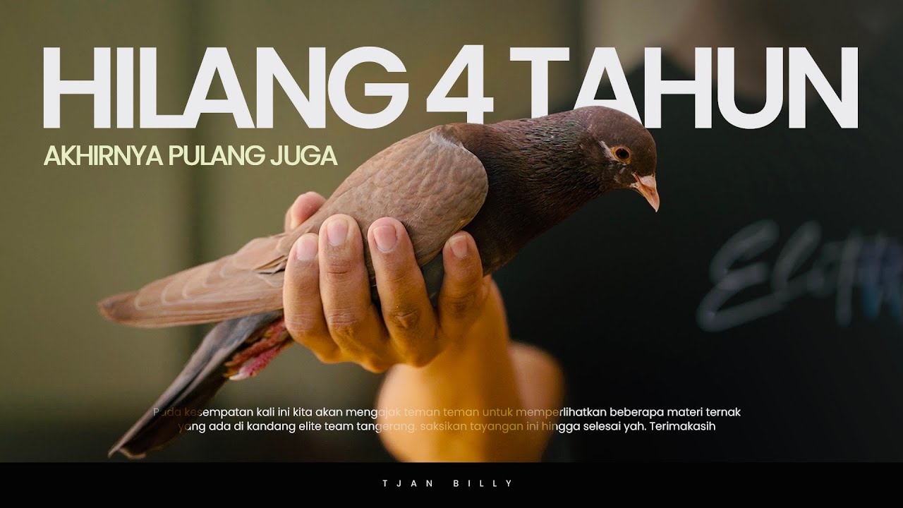 SPILL MATERI TERNAK MERPATI ELITE TEAM TANGERANG