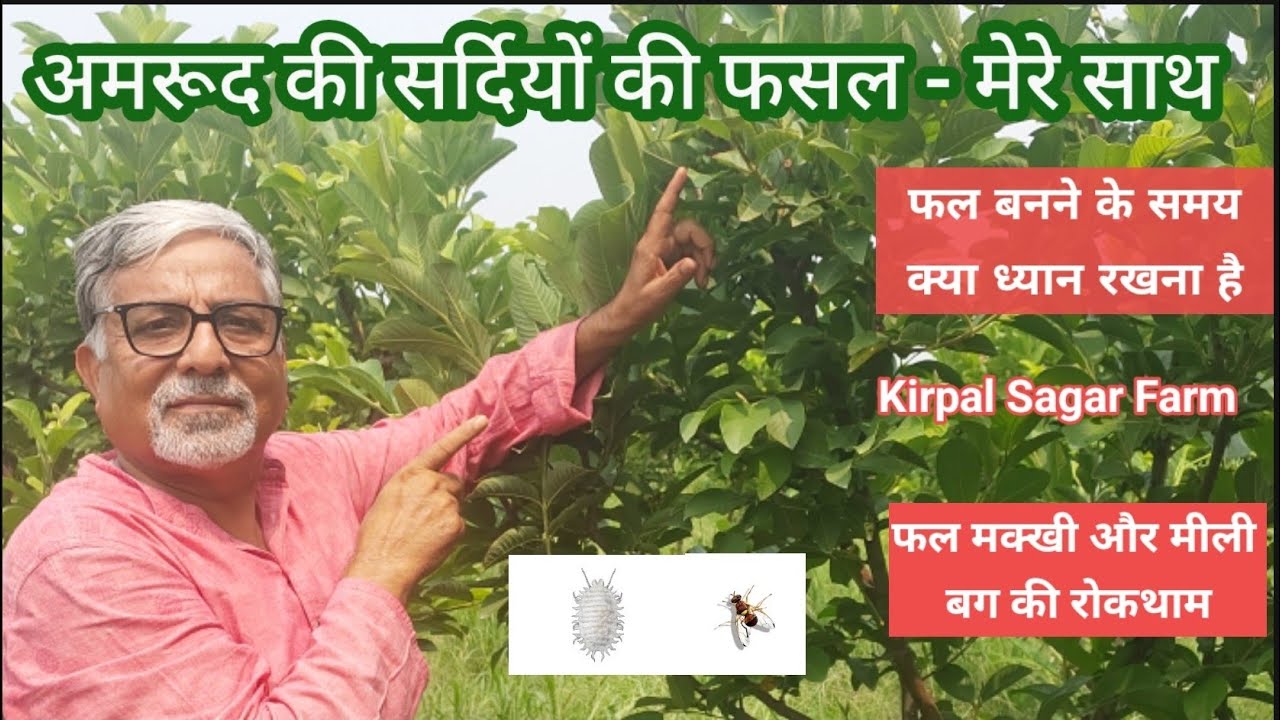 416.3 सर्दियों के अमरूद अमेजिंग किसान के साथ. Part -3. Winter crop of Guava with Amazing Kisan.