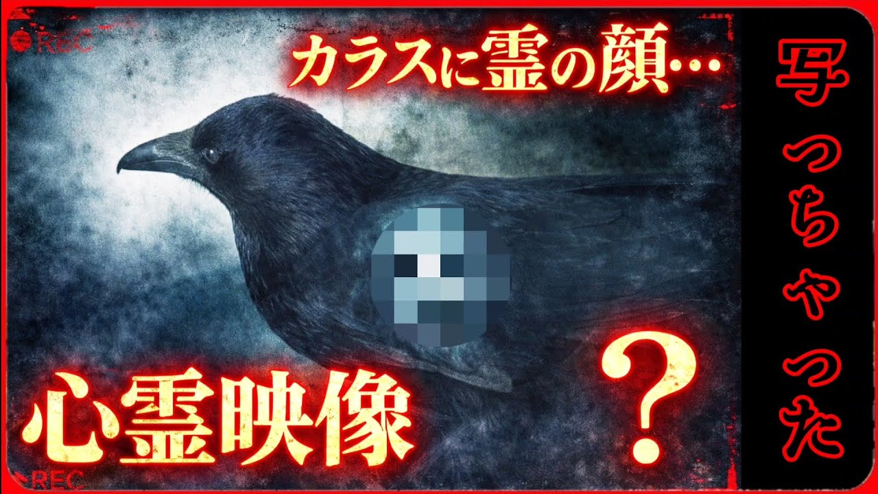 【心霊映像】カラスの肩に人面が…。江戸っ子か？20260224、カラス＆四つ足クインテット（仮）
