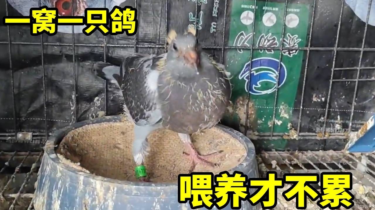 有人说我小鸽子少是因为种鸽不行？其实不然，我在争取一只鸽子喂一只幼鸽，这样才不会累！✦俏鴿✦
