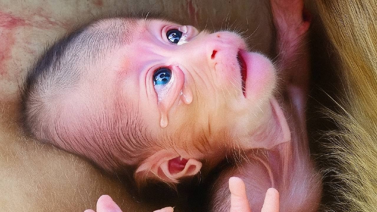 Leo Monkey’s Saddest Moment Turned Into Hope